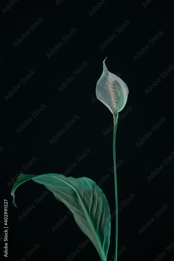 Poster White Spathiphyllum pearl flower isolated on a black background pattern for design...