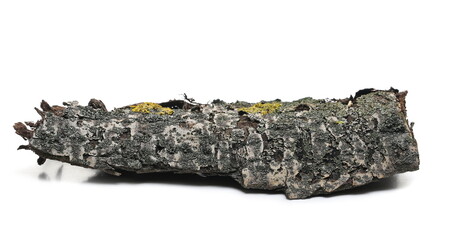 Poplar tree bark with lichen, wood isolated on white background and texture