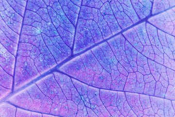 Naklejka na ściany i meble Close up Beautiful abstract leaf in neon light. Minimalism modern style concept. Background pattern for design. Macro photography view.
