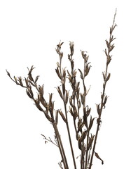 Dry field grass with stems and seeds isolated on white background with clipping path