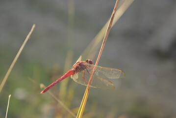 dragonfly on the grass