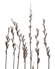 Dry field grass with stems and seeds isolated on white background with clipping path
