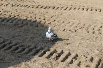 sand castle on the beach