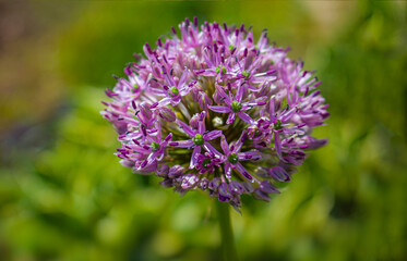 Obraz premium Blooming purple organic decorative bow, close-up on grass background, Allium rosenbachianum. Selective focus