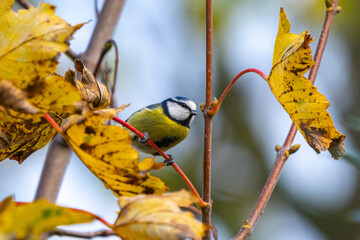 Bluetit, prched