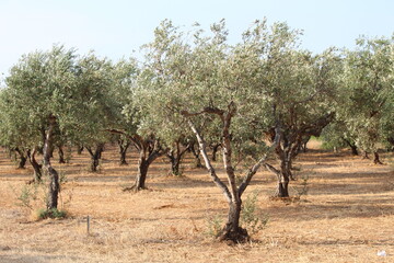 Fototapeta premium trees in the field