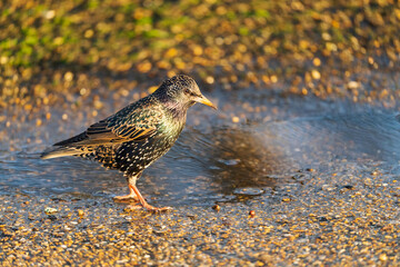 Starling