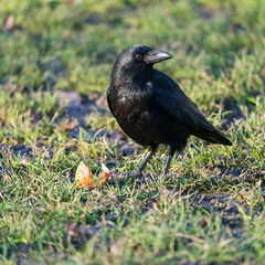 Crow, with apple