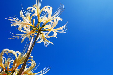 白い彼岸花（見上げる）