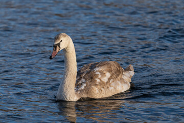 Fototapeta premium Cygnet swimming