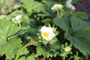 Bushes of flowering strawberries with small white flowers spring fruiting