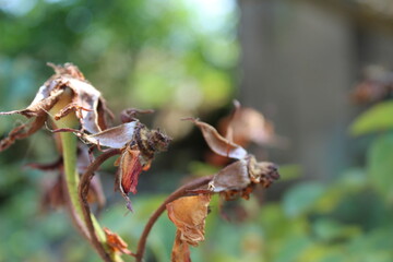 leaves on a tree