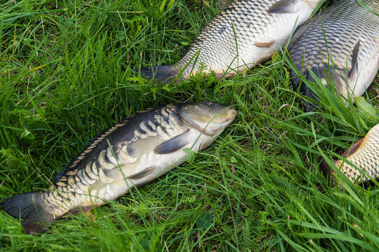 Fresh sturgeon fish and carp on green grass