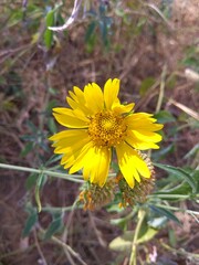 yellow flower in the grass