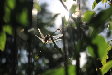 dragonfly