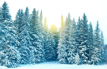 Amazing panoramic view of wild winter forest covering by snow, sunset in spruce forest during snowfall, landscape
