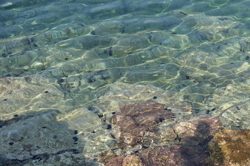 coral reef in the ocean
