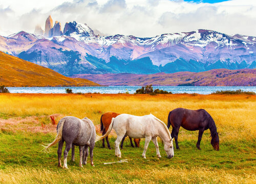 The wild horses - mustangs
