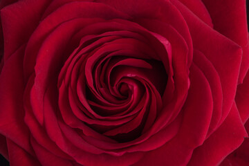 Red rose in close up.