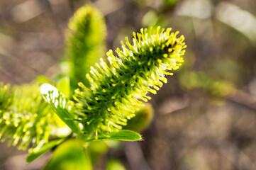 Fluffy green willow bud close up on a blurred natural background. Selective focus, copy space, spring plant growth, beauty in nature, springtime