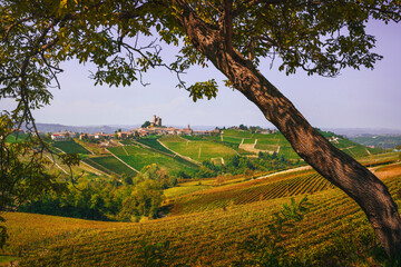 Langhe vineyards landscape and tree, Serralunga Alba, Piedmont, Italy Europe.