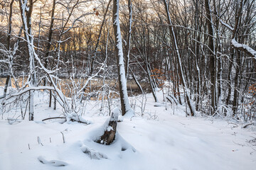 Winter Pond in the Woods