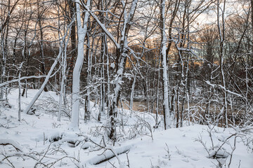 White Woods