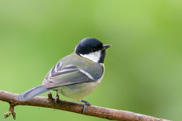 Great Tit (Parus major) in autumn.