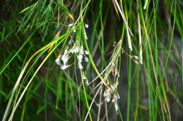 Group of Grass in Forest Himachal Pradesh India