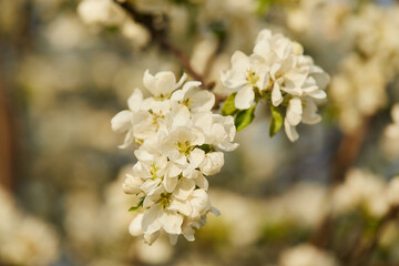 Blooming apple tree (apple flowers) in early spring in the sun macro close up