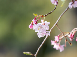 Fototapeta na wymiar しだれ桜の花