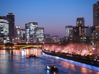 Fototapeta premium 街の夜桜