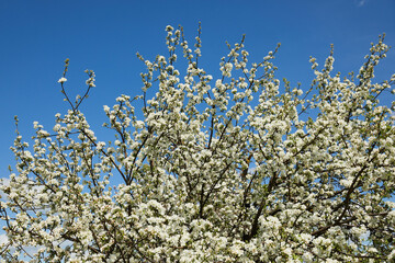 Blooming apple tree and blue sky in early spring in the sunny day