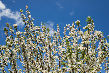 Blooming apple tree and blue sky in early spring in the sunny day