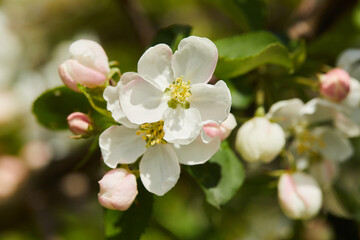 Fototapeta na wymiar Blooming apple tree (apple flowers) in early spring in the sun macro close up