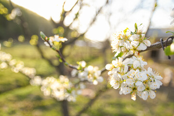 Fruit trees bloom in spring against a background of blue sky and other flowering trees. Close-up