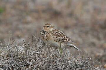  Eurasian skylark (Alauda arvensis) Oeland Sweden