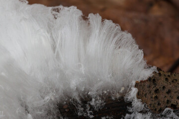 Hair ice, ice wool frost beard, ice that forms on dead wood and takes the shape of fine, silky hair.