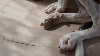 the shriveled paws of a street dog in Mindelo, on the island Sao Vicente, Cabo Verde