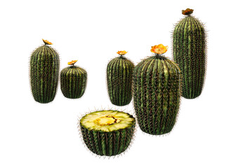 3D Rendering Barrel Cactus on White