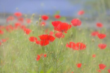 poppy field in spring