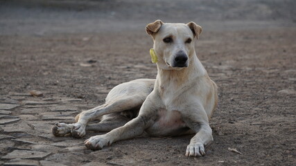 a yellow street dog lying on a street in Mindelo, on the island Sao Vicente, Cabo Verde