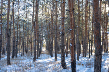 Pine tree forest with snow in winter sunny day