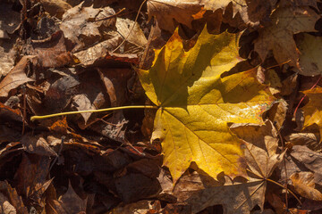 Gelb verfärbtes Ahornblatt auf dem Boden liegend, Deutschland