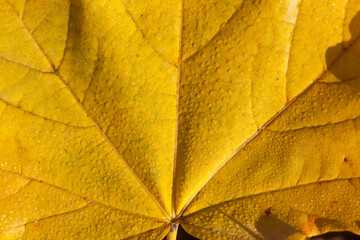 Gelb verf&auml;rbtes Ahornblatt auf dem Boden liegend, Deutschland