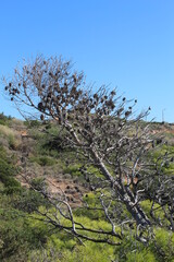 tree in bloom