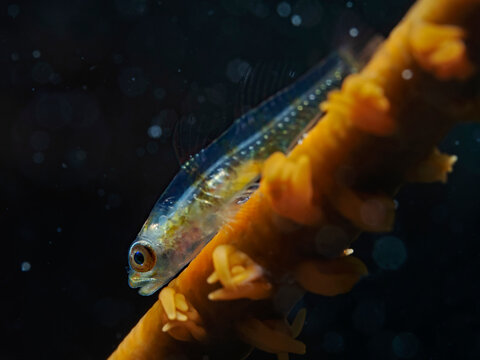 Large Whip Goby, Peitschen Zwerggrundel (Bryaninops amplus)