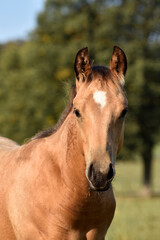 Obraz premium American Quarter Horse Fohlen