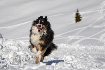 Cane corre nella neve