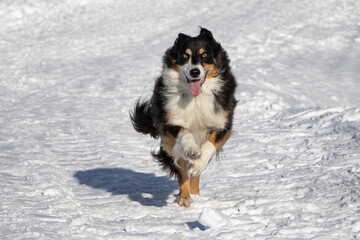 Cane corre nella neve